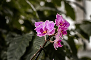 Obraz premium purple flower