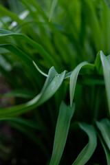 Obraz premium Wassertropfen auf Grashalm