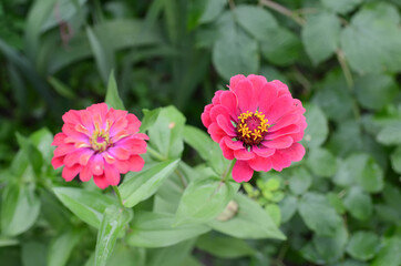 Obraz premium Zinnia, a beautiful flower in the garden