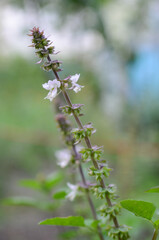 Flowering basil plant in the garden