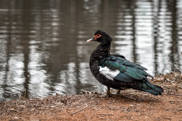 duck nearby water