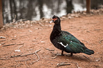 Fototapeta premium duck nearby the lake