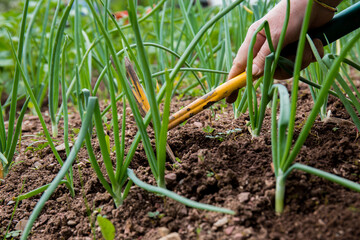 Young onions in the field. Tillage and hoeing. Naturally planted onions