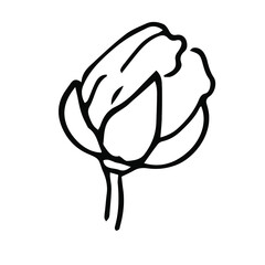 Single hand drawn  flower bud. Doodle vector illustration. Floristic element for greeting cards, posters, stickers and seasonal design. Isolated on white background