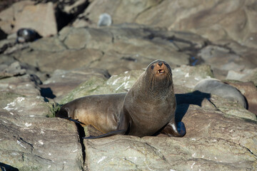 Seal. sea lion posing on a rock at Katiki Point Lighthouse, Moeraki, South island, New Zealand.