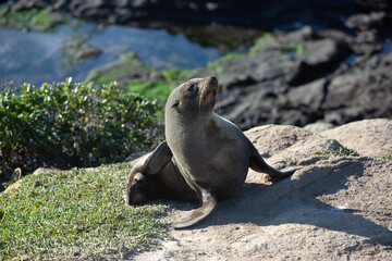 Fototapeta premium Seal. sea lion posing on a rock at Katiki Point Lighthouse, Moeraki, South island, New Zealand.