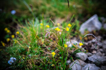 After rain grass with water drops and blurred background with small alpine yellow flowers, forget-me-nots growing and stones. tundra dwarf plants. Morning in Alps. Natural reserve flora.