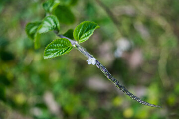Different types of plant and trees in grassland of Kaziranga National Park, India.
