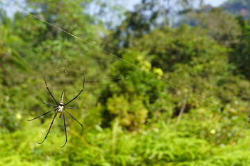 Spider in web