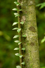 green branch on tree