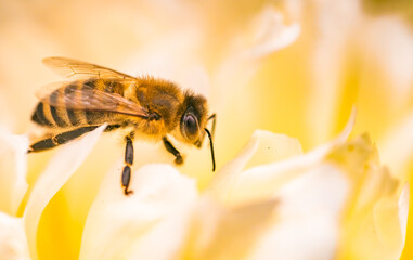 Honey Bee on bright White Yellow Peony Flower, Close Up of bee at work polinating the flower