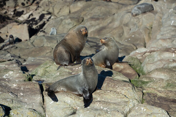 Seal. sea lion posing on a rock at Katiki Point Lighthouse, Moeraki, South island, New Zealand.