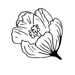 Single hand-drawn flower of Crocus. Doodle vector illustration. A floristic element for greeting cards, posters, stickers, and seasonal design. Isolated on white background