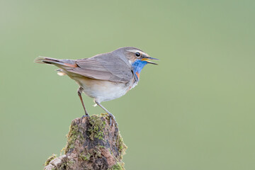 The colorful Bluethroat male (Luscinia svecica)