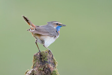 Bluethroat on tree trunk (Luscinia svecica)