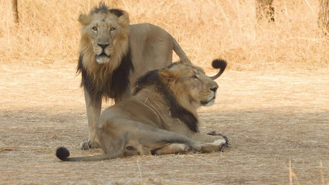 Two Lion Brothers guard each others back one standing other sitting in Gir Jungle in India