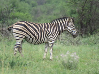 Zebra walking in the green grass fields