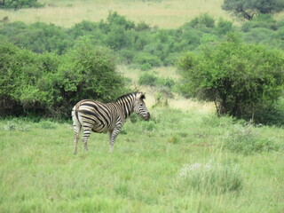 Obraz premium Zebra walking in the green grass fields