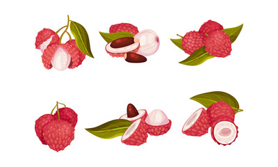 Tropical Lychee Fruit with Pink-red Rind and Brown Seed Vector Set