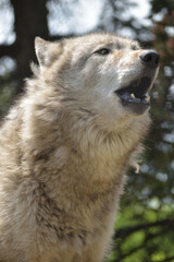 旭山動物園　オオカミ