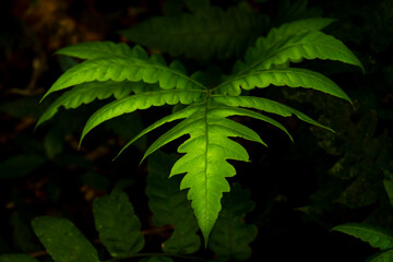 fern leaf in the forest