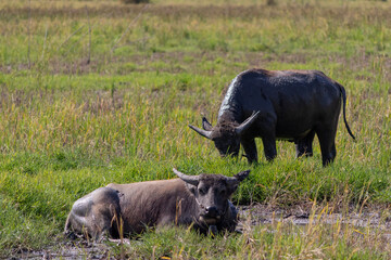Two black cows with horns eating on a green field. Eating and resting. Asian individuals. Inle lake region, Myanmar, Burma, south east Asia