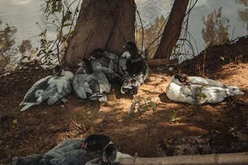 Obraz premium mother and baby ducks,canada goose with ducklings