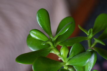 Close up of a healthy succulent plant