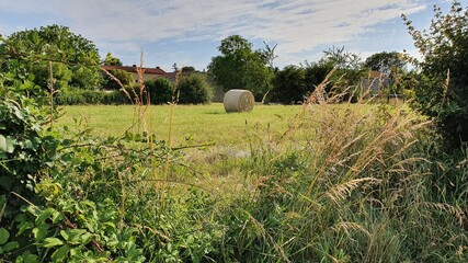 rice field in the morning