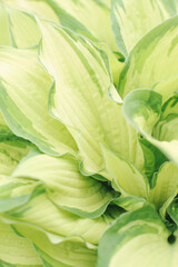 Obraz premium .Green leaves