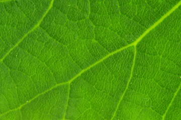 Fresh green leaf texture, leaf background, macro image. Front side of leaf. Close-up