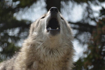 Obraz premium 旭山動物園 オオカミ