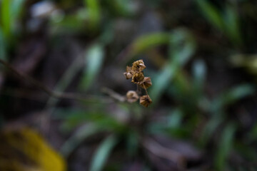 Lantana camara, West Indian Lantana Flower blooming in the garden. Umbelanterna, wild sage, red sage, white sage, tick berry
