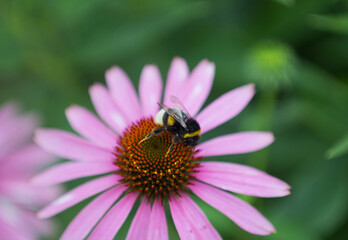 bee on pink flower