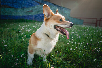 australian shepherd dog