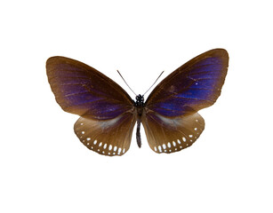 Euploea camaralzeman (Mutler, 1866) Blue King Crow butterfly isolated on white background