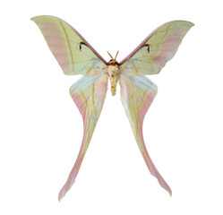 Actias rhodopneuma, Yellow pink butterfly isolated on white background.