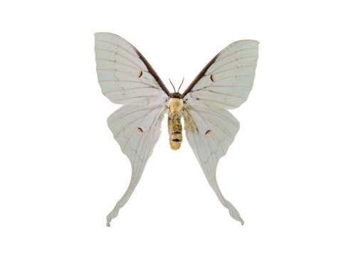 Actias parasinensis Brechlin, 2009.White butterfly isolated on white background.