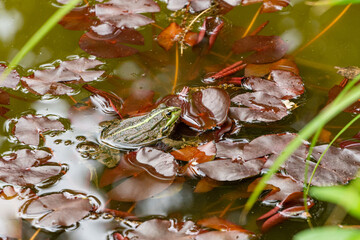 Tribal frog Ran Ridibundus (Pelophylax ridibundus) sits on leaves of water lilies in garden pond. Close-up. Beautiful pond in landscaped garden.