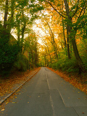 Fototapeta premium Road in the autumn park. Beautiful autumn landscape.