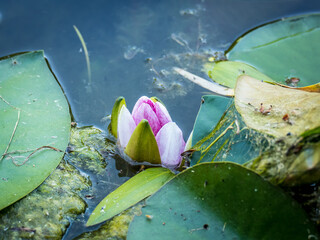 Auferblühte Seerose in einem verschmutzten Teich