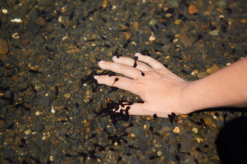 Small tadpoles and frogs in the clear water of a lake or pond and a child's hand. Procedure aquafilling.