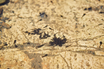 Small tadpoles are future frogs in the clear water of a lake or pond.
