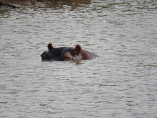 hippo in the water