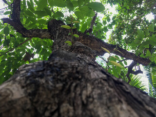 Green coconut tree with green nature