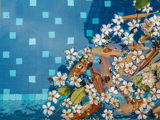 White flowers floating on the water