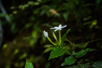 White Madagascar Periwinkle also known as  Sadaabahaar flower
