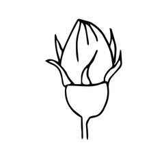 Single hand drawn  iris flower. Doodle vector illustration. Floristic element for greeting cards, posters, stickers and seasonal design. Isolated on white background