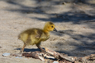 Baby Canada Goose gosling walks along sandy beach
