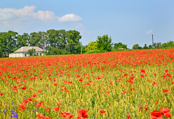 Flowering red poppies on a sunny day. Rural landscape